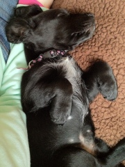 Sleeping Willow, and puppy belly!