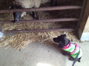 Meeting Jasmine the Sheep