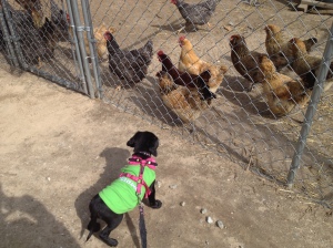 Meeting the Chickens